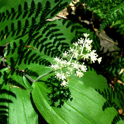 Duftsiegel - Maianthemum racemosum  