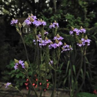 Verbena macdougalii 'Lavender Spires'