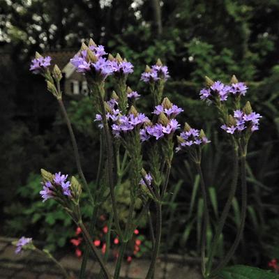 Verbena macdougalii 'Lavender Spires' - 