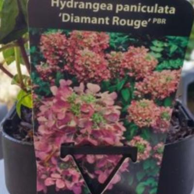 Hydrangea paniculata 'Diamant Rouge'  - 