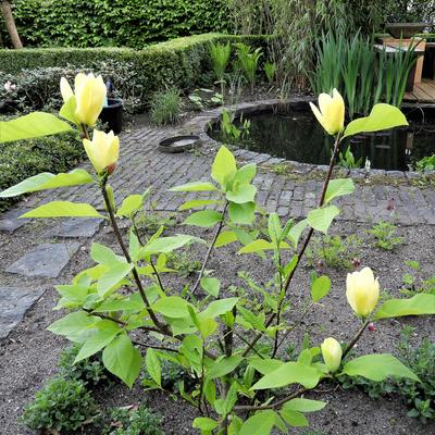 Magnolia x brooklynensis 'Yellow Bird' - 