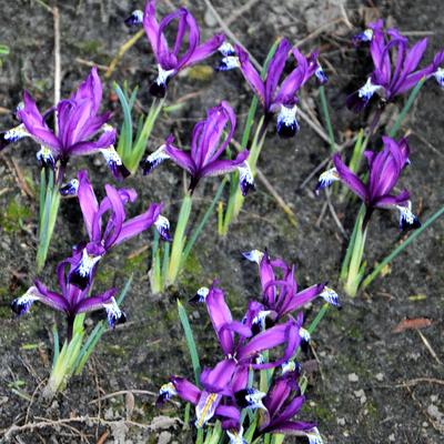 Iris reticulata 'Spot On' - 