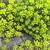 Euphorbia cyparissias   'Clarice Howard'