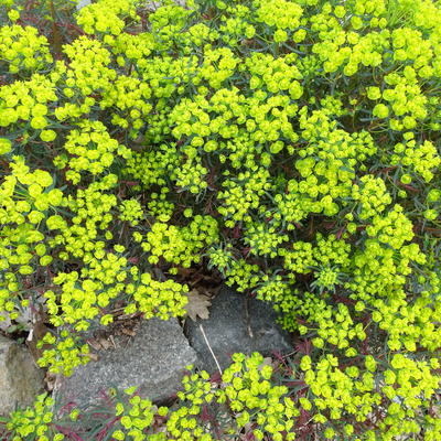 Euphorbia cyparissias   'Clarice Howard' - Euphorbia cyparissias 'Clarice Howard' - Euphorbia cyparissias   'Clarice Howard'