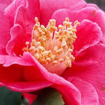 Camellia japonica 'Doctor King' - 