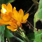 Crocus olivieri subsp. balansae 'Orange Monarch' - 