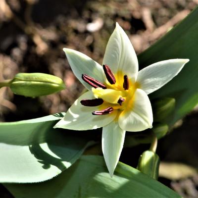 Tulipa turkestanica  - 