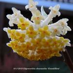 Edgeworthia chrysantha 'Grandiflora' - 