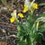 Iris bucharica