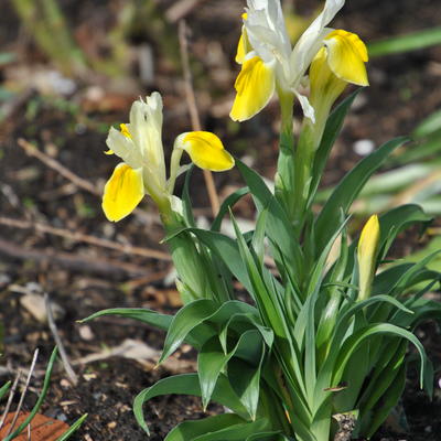 Iris bucharica - 