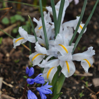 Iris reticulata 'White Caucasus' - 
