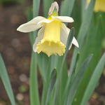 Narcissus pseudonarcissus spp. lobularis - 