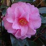 Camellia 'Spring Festival' - Camellia 'Spring Festival' - 