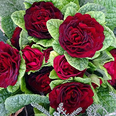 Primula vulgaris BELARINA 'Valentine' - 