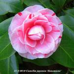 Camellia japonica 'Bonomiana' - 