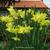 Narcissus 'Intrigue'