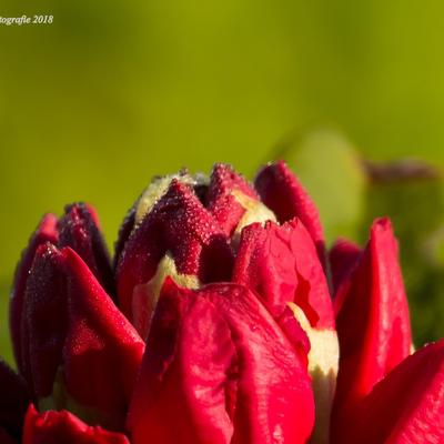 Rhododendron ‘Scarlet Wonder’  - Rhododendron ‘Scarlet Wonder’ 