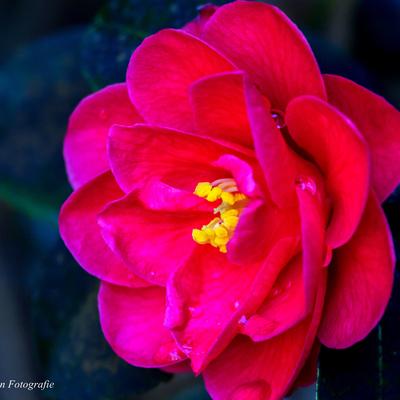 Camellia japonica - Kamelie - Camellia japonica