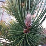 Pinus heldreichii 'Satellit' - 