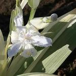 Iris japonica 'Variegata' - 