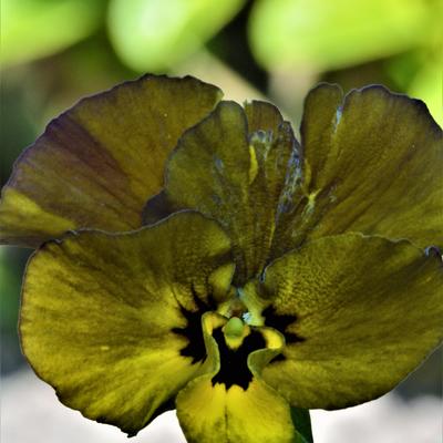 Viola cornuta  'Irish Molly' - 
