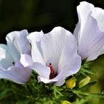 Alyogyne huegelii - Alyogyne huegelii - Blauer Hibiscus