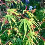 Acer palmatum 'Linearilobum' - 