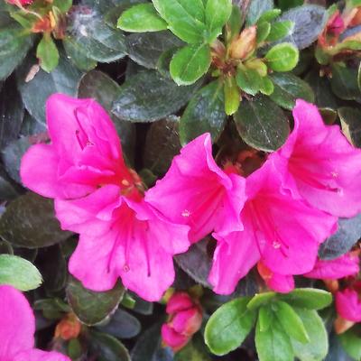 Rhododendron 'Fumiko' - 