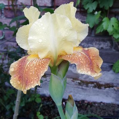 Iris germanica 'Golden Muffin' - 