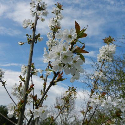 Prunus avium 'Bigarreau Blanc et Rose' - 