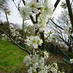 Prunus Domestica 'Reine Claude Verte' - 