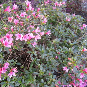 Rhododendron 'Madame van Hecke' - Rhododendron 'Madame van Hecke