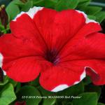 Petunia 'MADNESS Red Picotee' - 