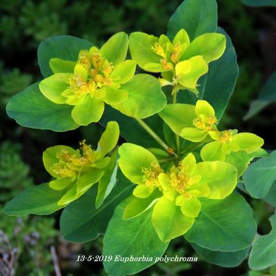 Euphorbia polychroma - 