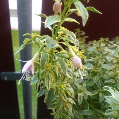 Fuchsia magellanica var. molinae 'Alba Aureovariegata' - 