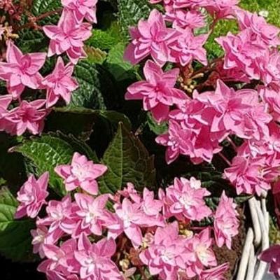 Hydrangea macrophylla 'Doppio Rosa' - 