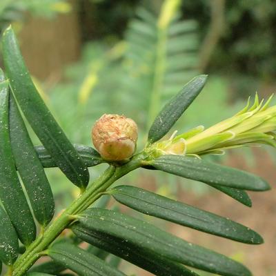 If commun - Taxus baccata