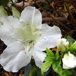 Rhododendron 'Mary Helen'  - 