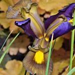 Iris x hollandica - 