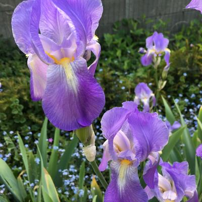 Iris pallida - 