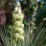Yucca glauca - Blaugrüne Palmlilie