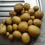 Solanum tuberosum 'Nicola' - 