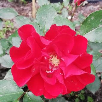 Rosa 'Roter Korsar'
