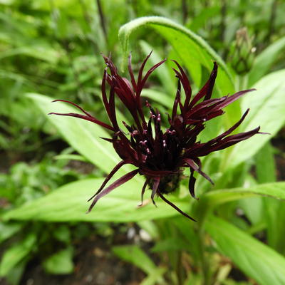 Centaurea montana 'Black Sprite' - 