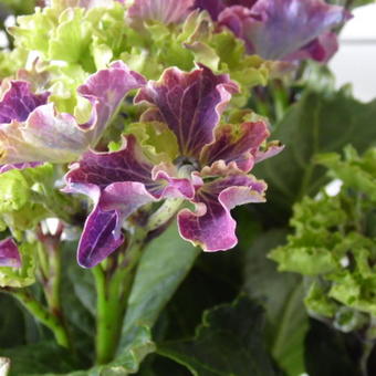Hydrangea macrophylla 'CURLY SPARKLE Purple'