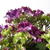 Hydrangea macrophylla 'CURLY SPARKLE Purple'