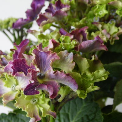 Hydrangea macrophylla 'CURLY SPARKLE Purple' - 