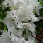 Rhododendron 'Mary Helen'  - 