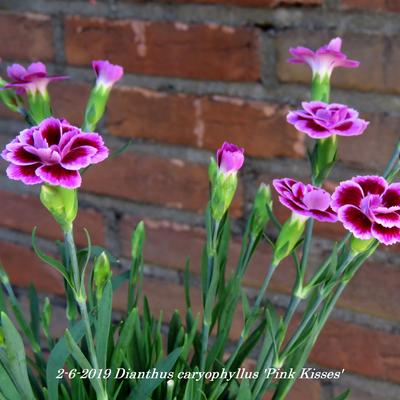 Dianthus caryophyllus 'Pink Kisses' - 
