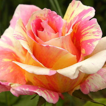 Rosa 'Claude Monet'
